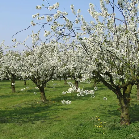Kogge Im Altes Land Hollern-Twielenfleth